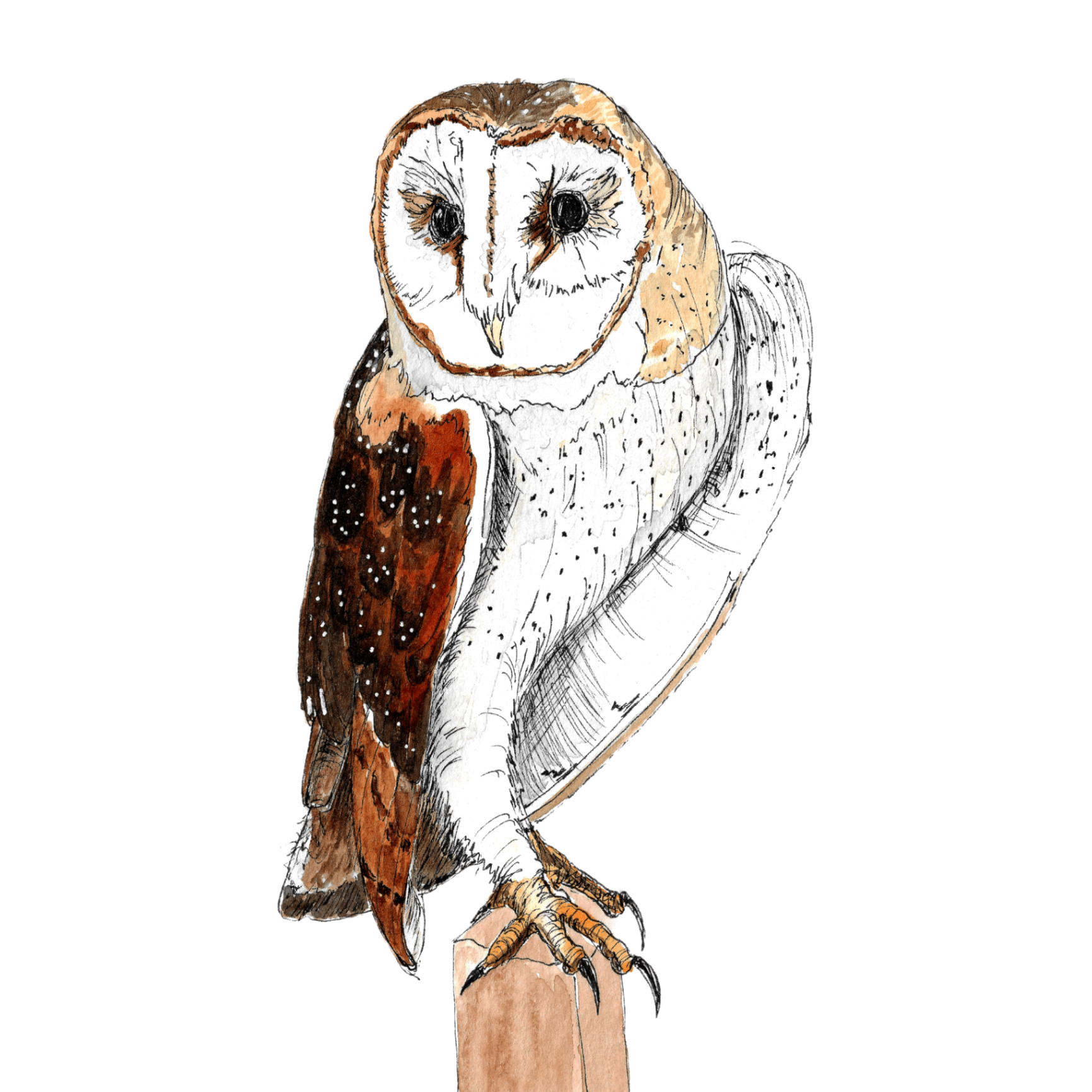 Watercolour illustration of a barn owl