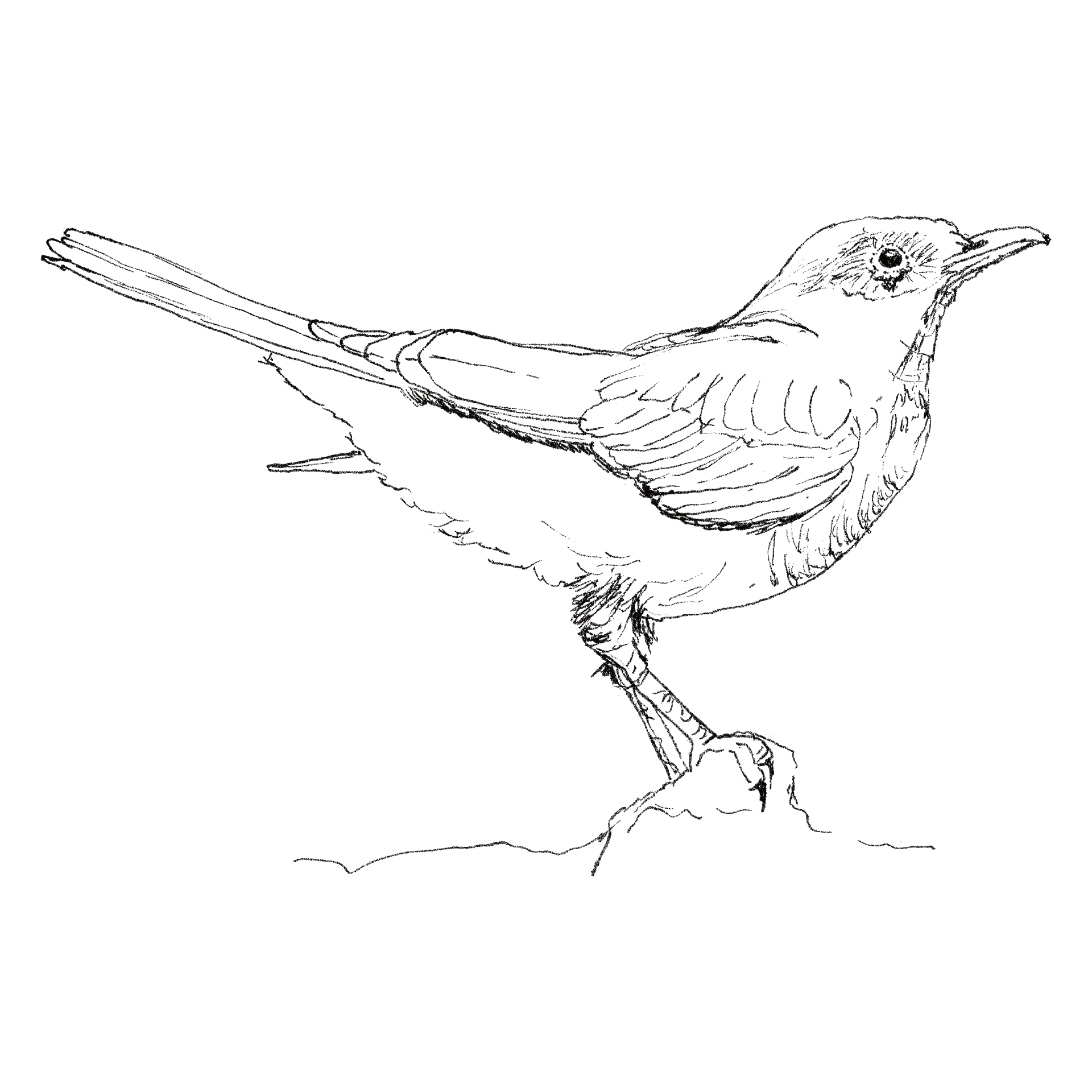 Blackbird line drawing
