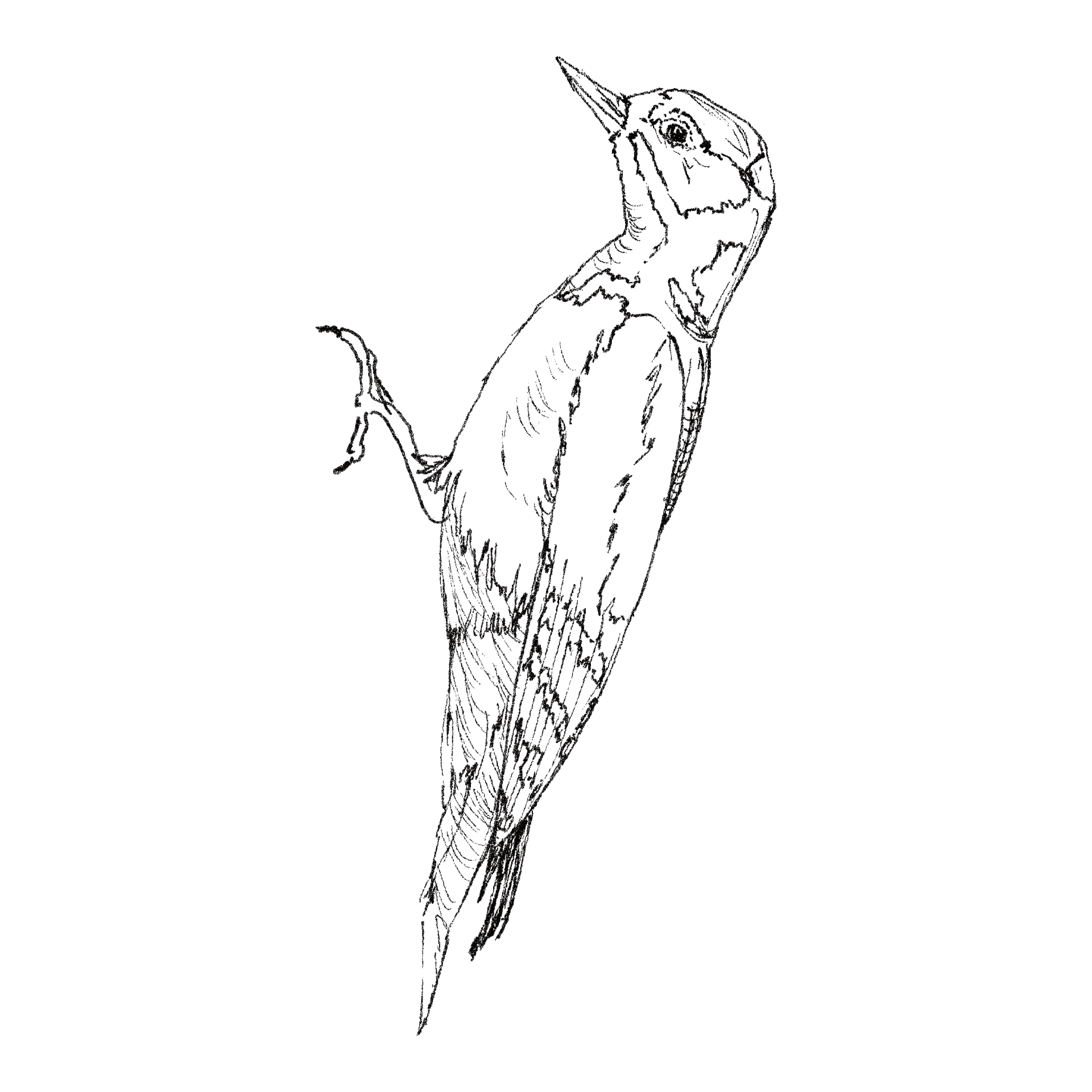Woodpecker line drawing