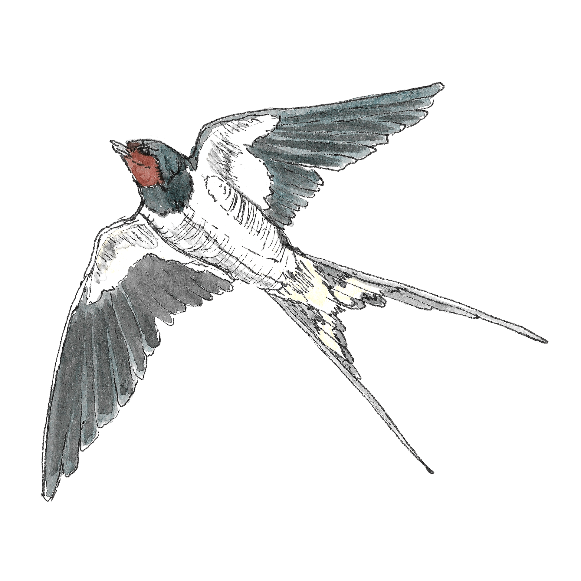 Watercolour illustration of a swallow in flight