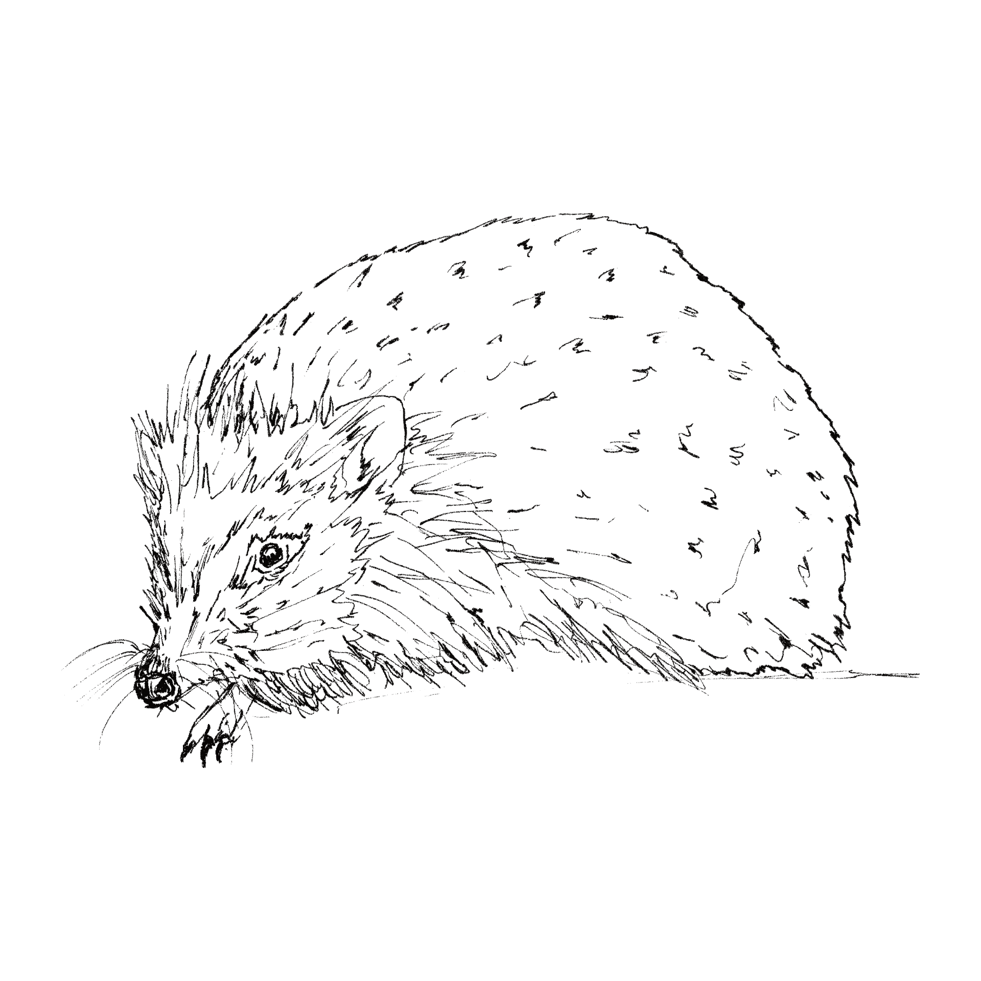 Hedgehog line drawing