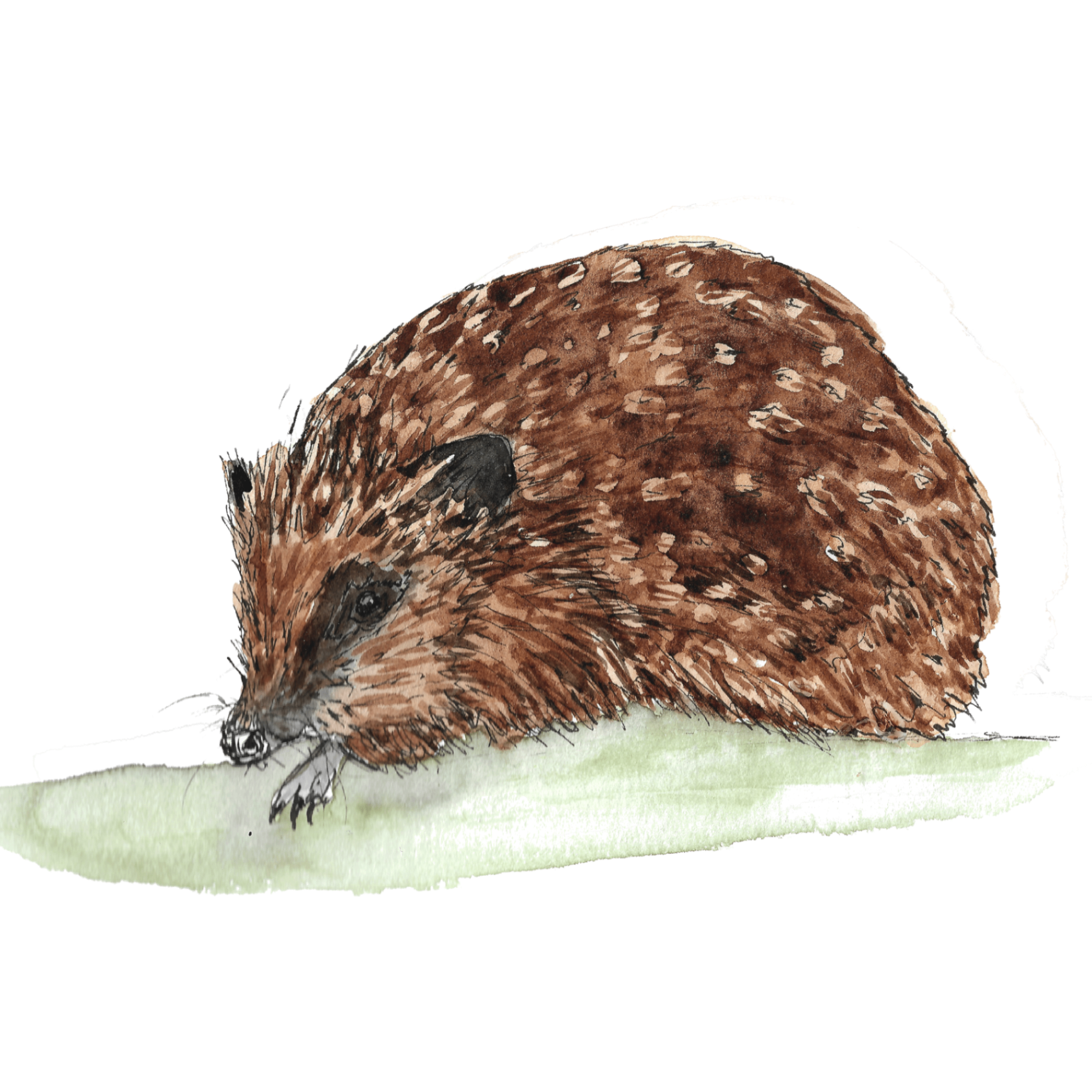 Watercolour illustration of a hedgehog