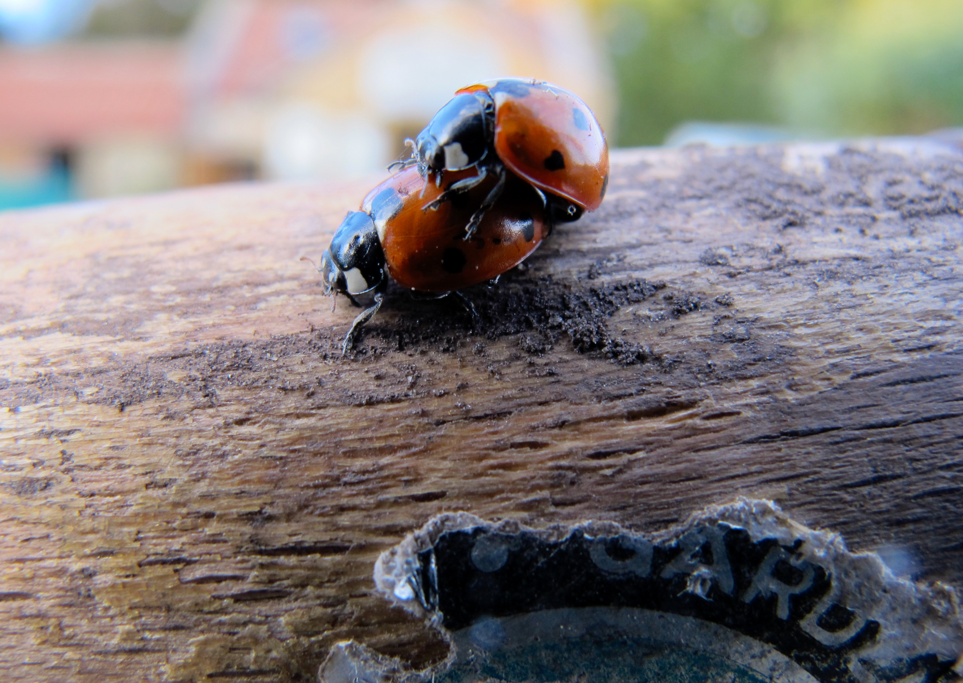 Pair of 7-spot ladybirds on a wooden post