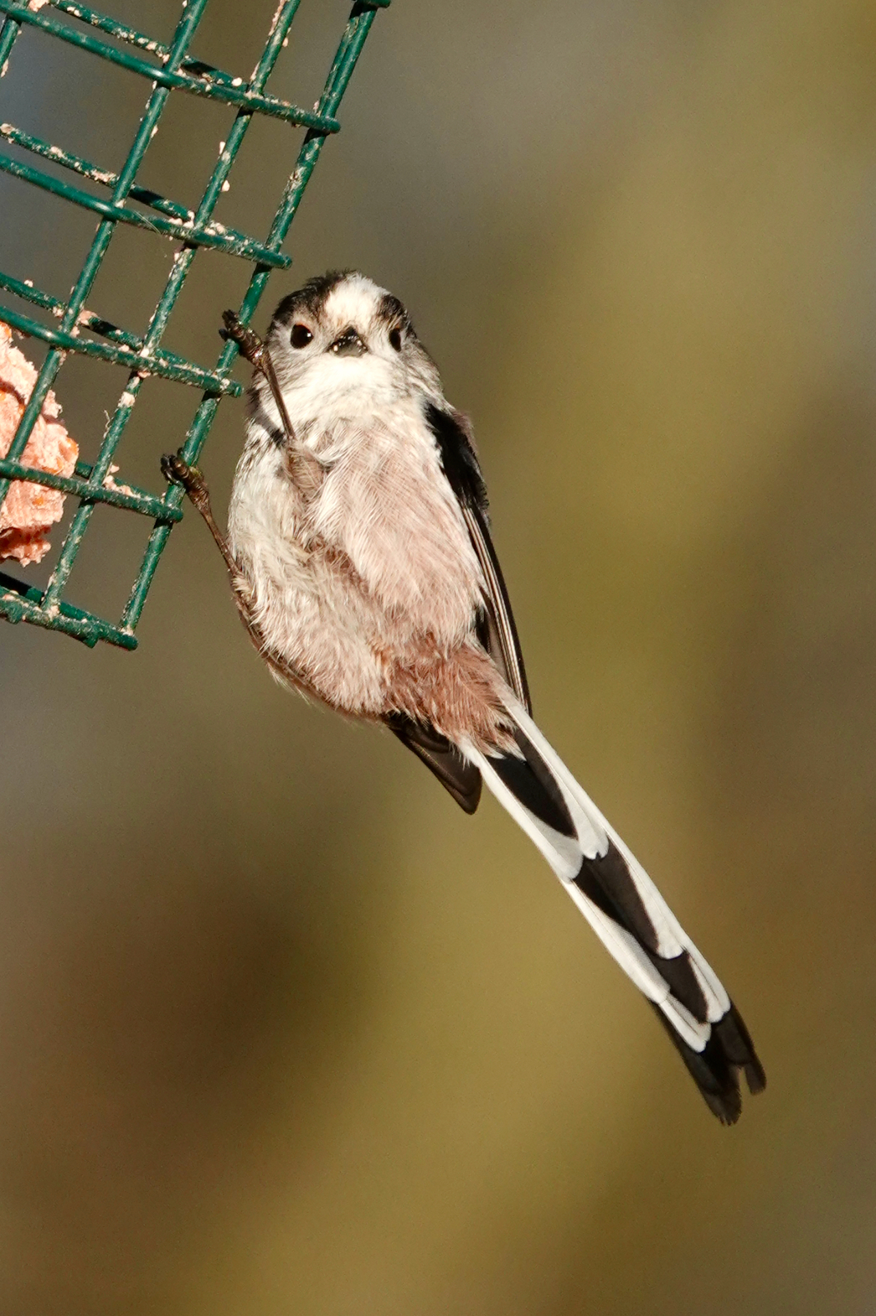 Long-tailed Tit clinging to a green suet feeder