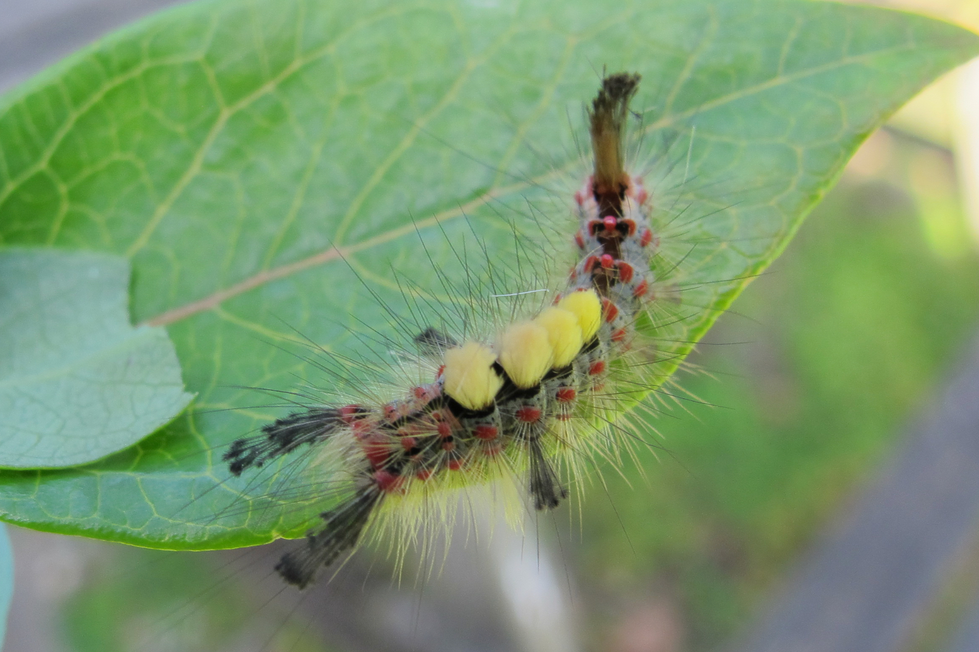 Brightly coloured Vapourer Moth caterpillar with yellow tufts on a leaf