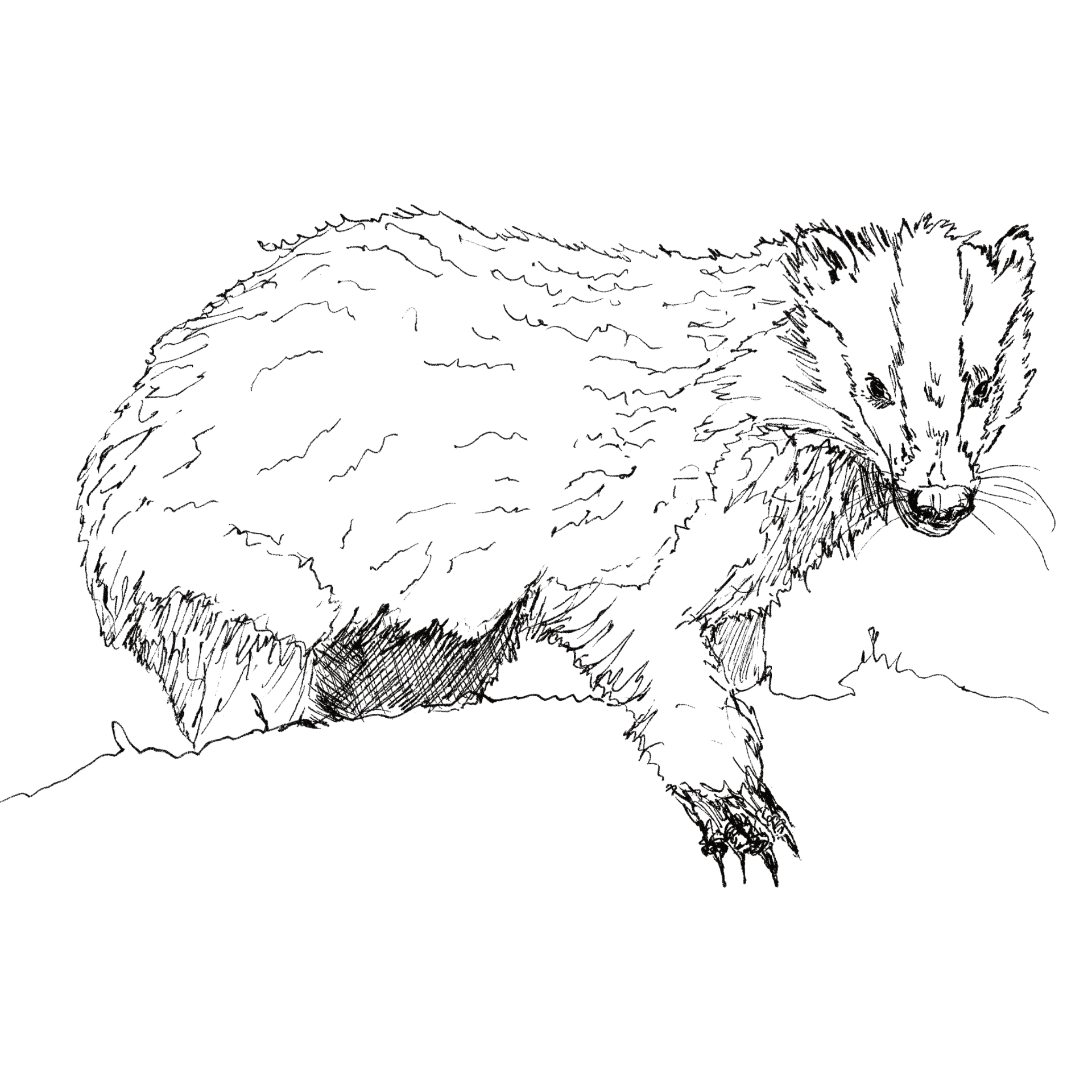 Badger line drawing