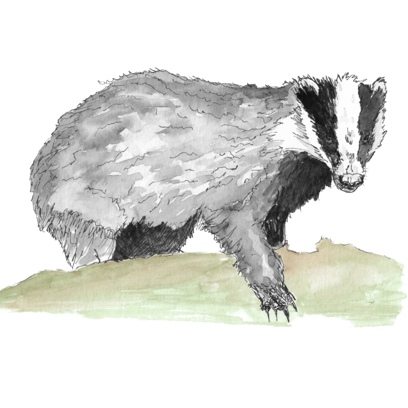 Watercolour illustration of a badger