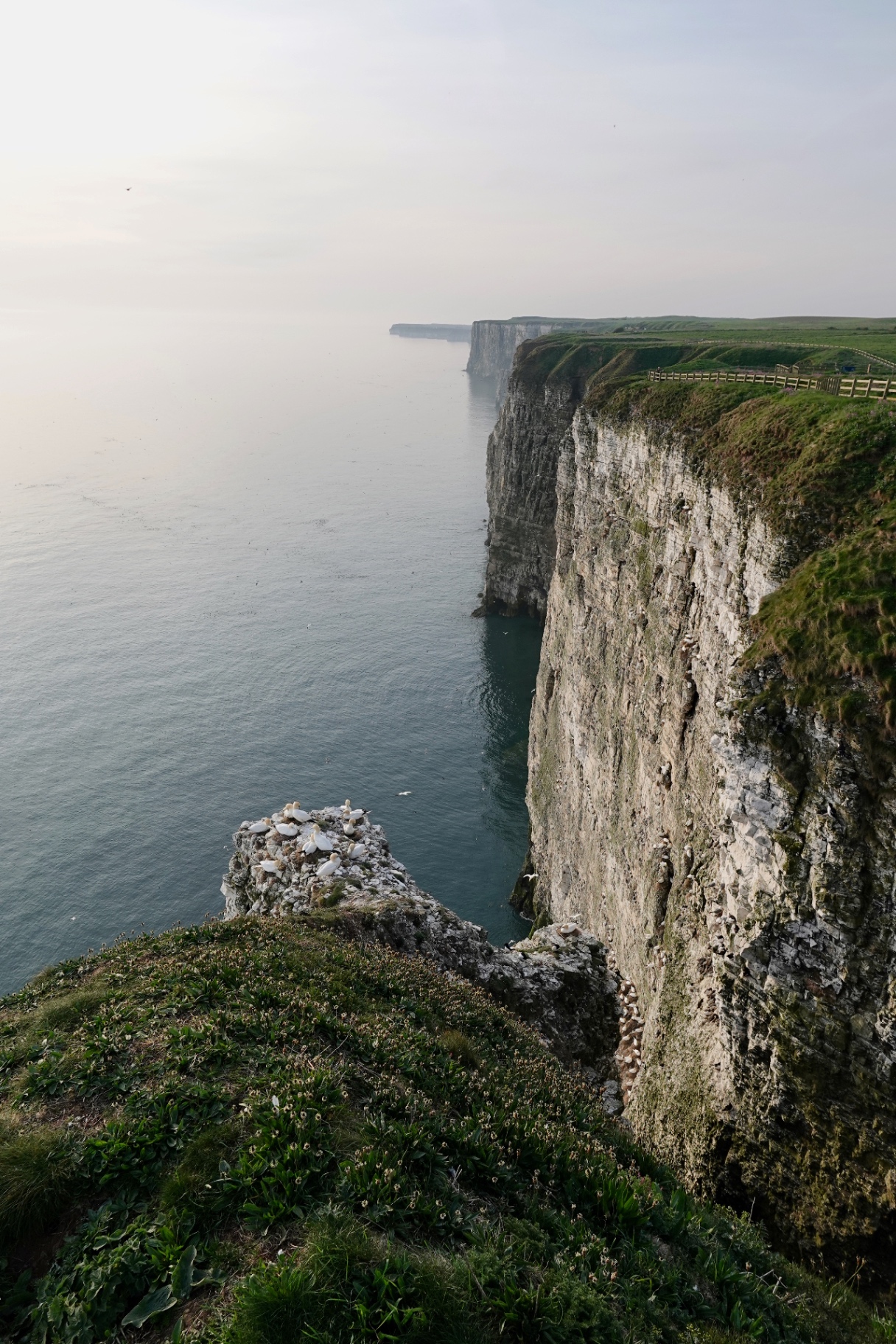 Bempton Cliffs landscape