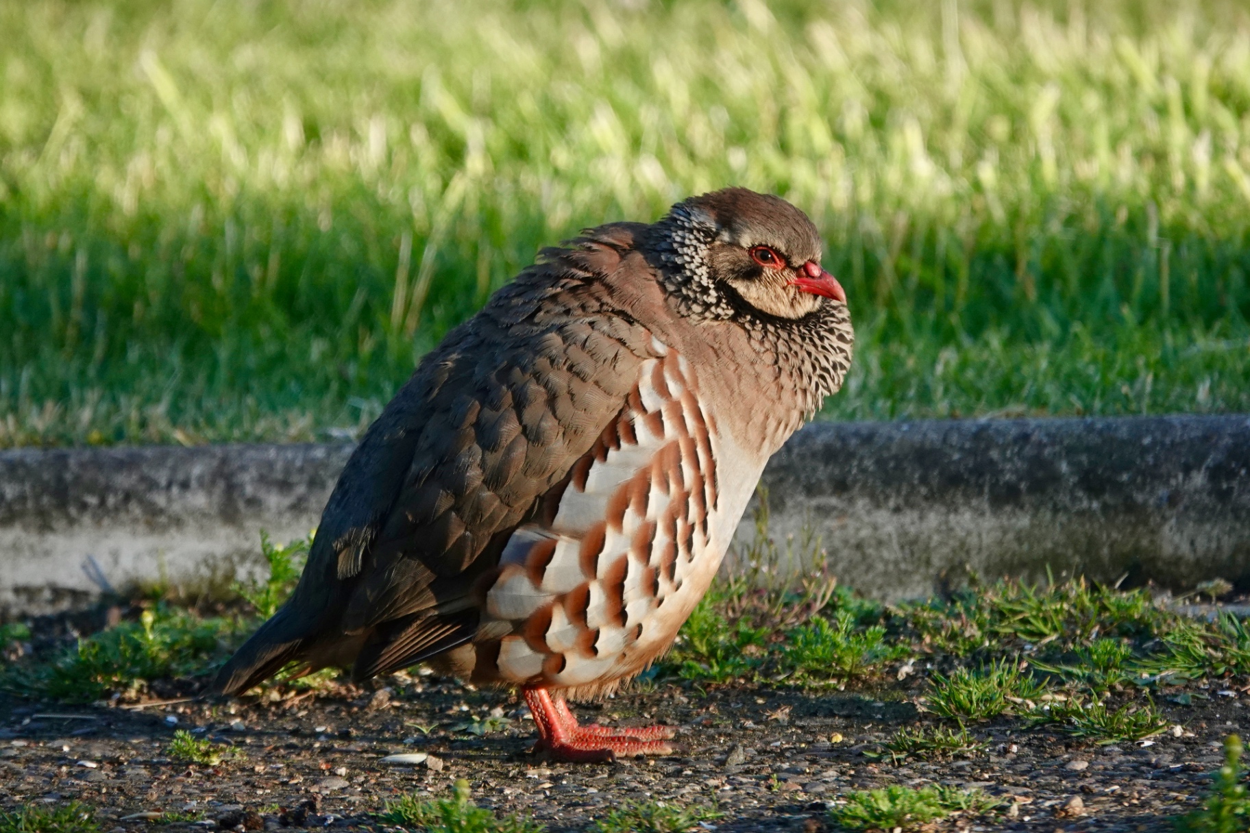 A Red-legged Partridge standing on a garden path with fluffed-up feathers drying in the sun, showing the red beak, red eye-ring and boldly barred flanks
