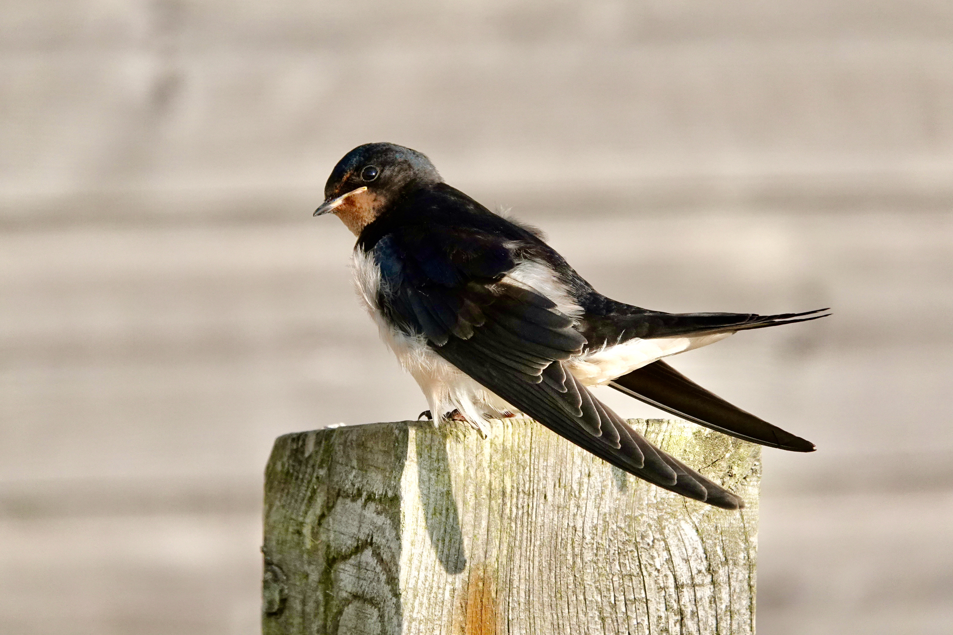 Swallow perched on a weathered wooden fence post