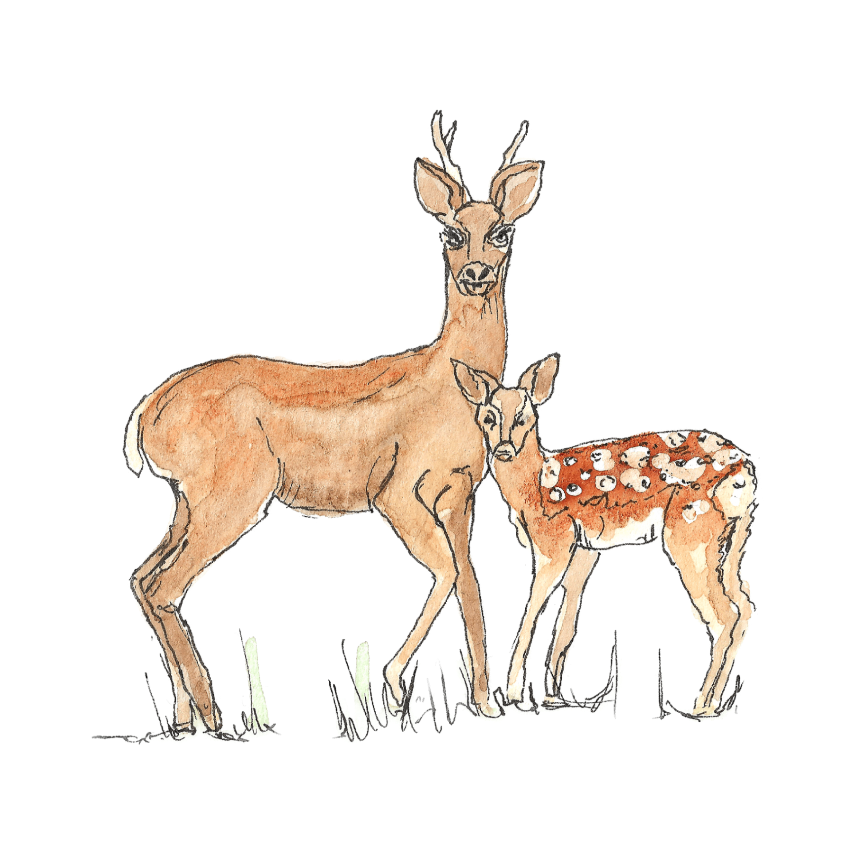 Watercolour illustration of a roe deer