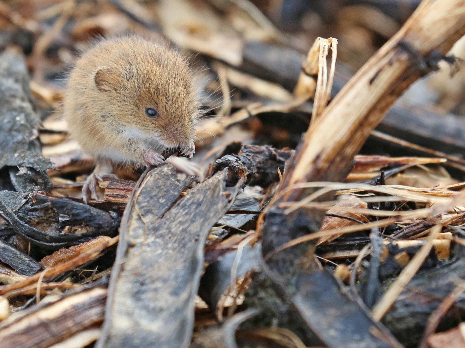 Harvest Mouse feeding among grass and dead leaves