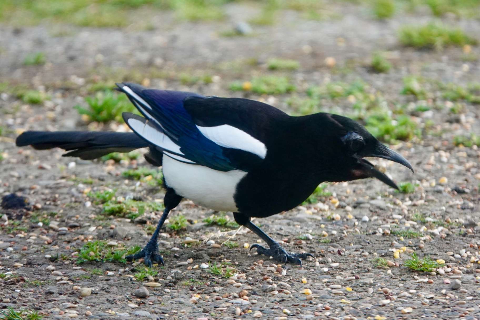 Magpie on a gravel path calling with its beak open