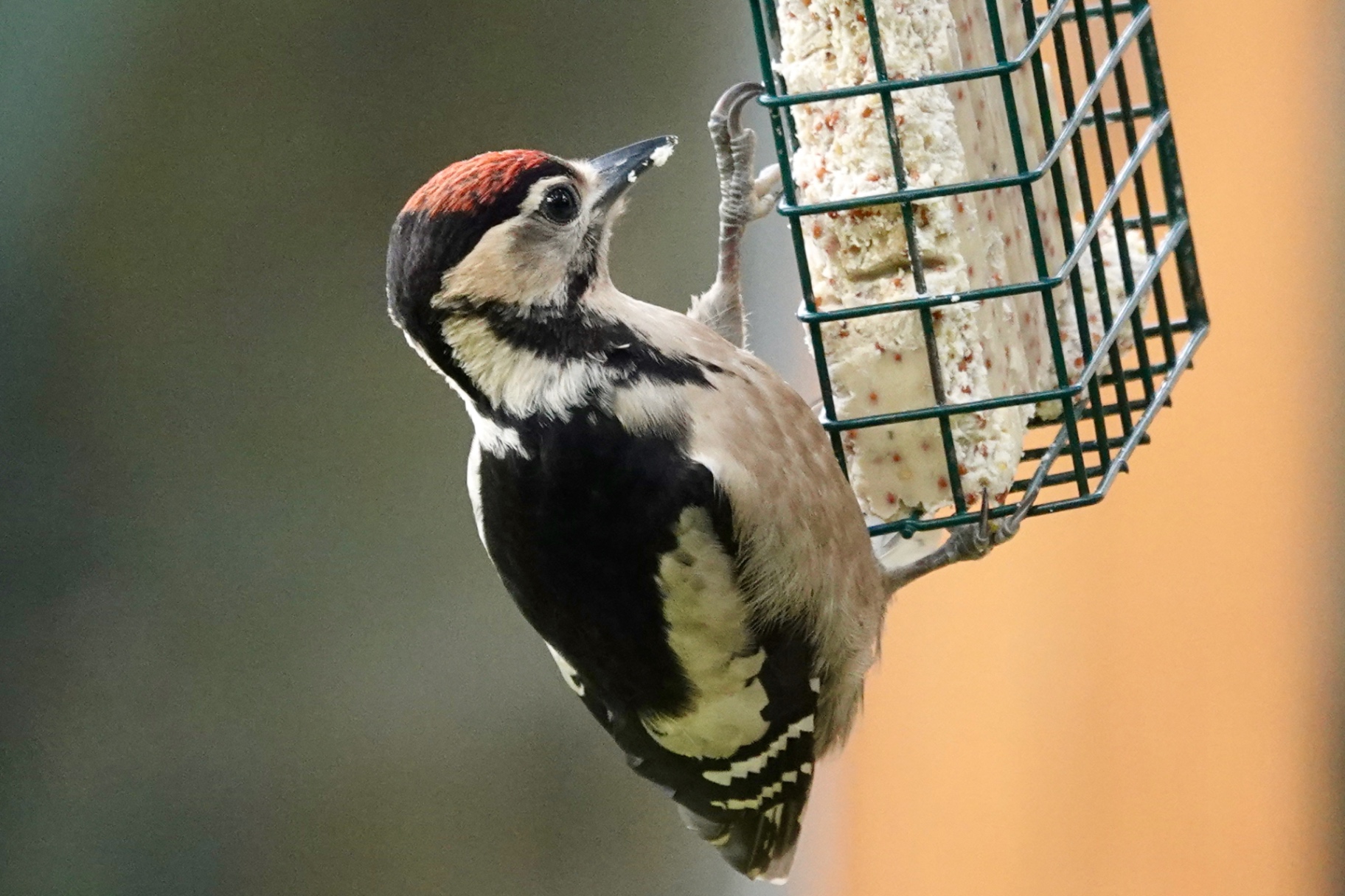 Juvenile Great Spotted Woodpecker hanging on a suet feeder