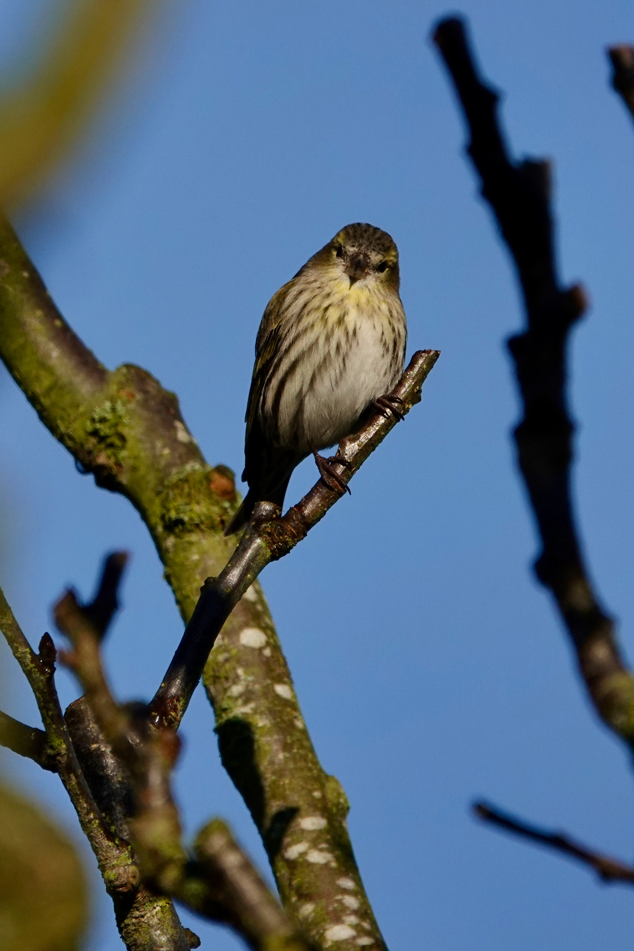 Redpoll perched on a bare branch facing the camera