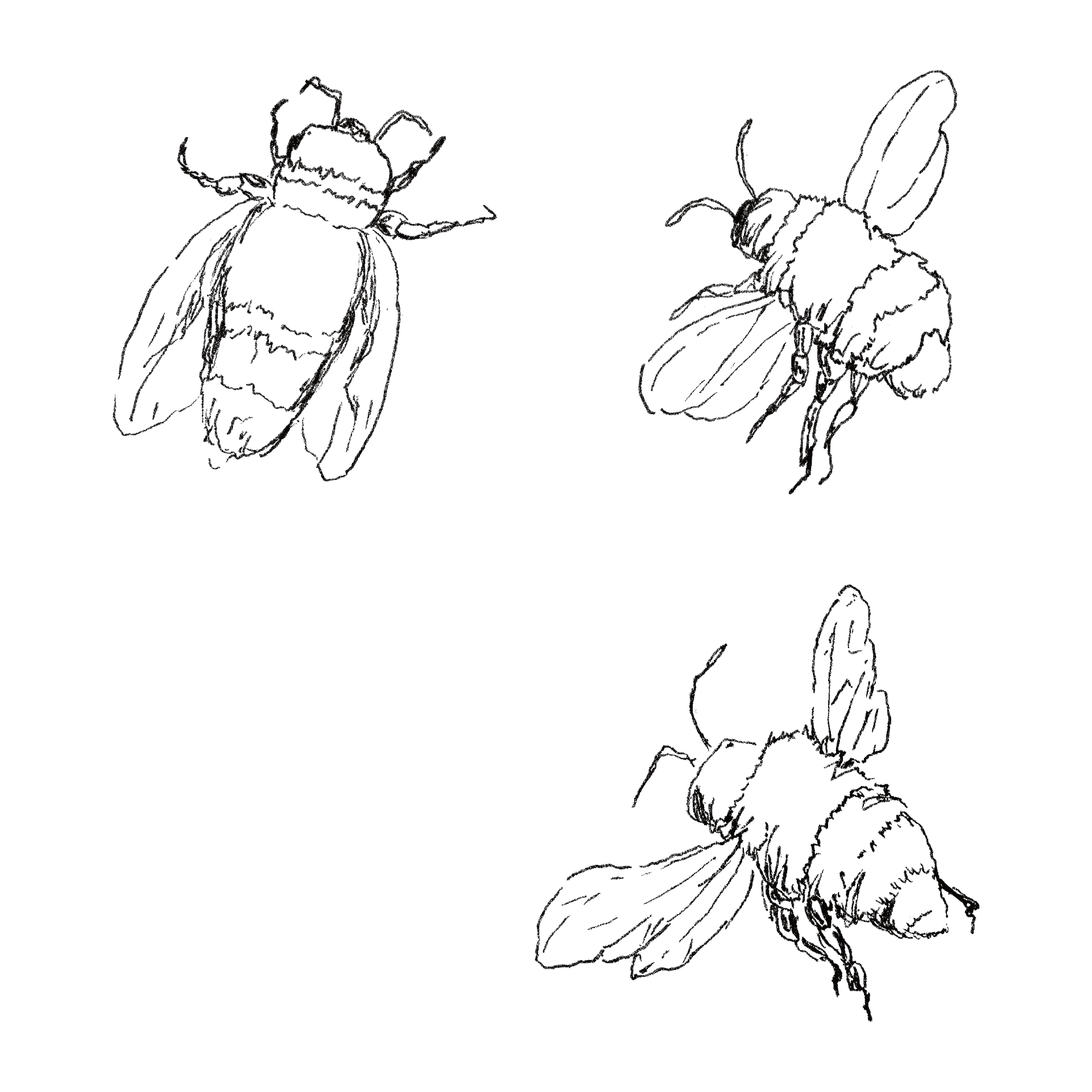 Bees line drawing