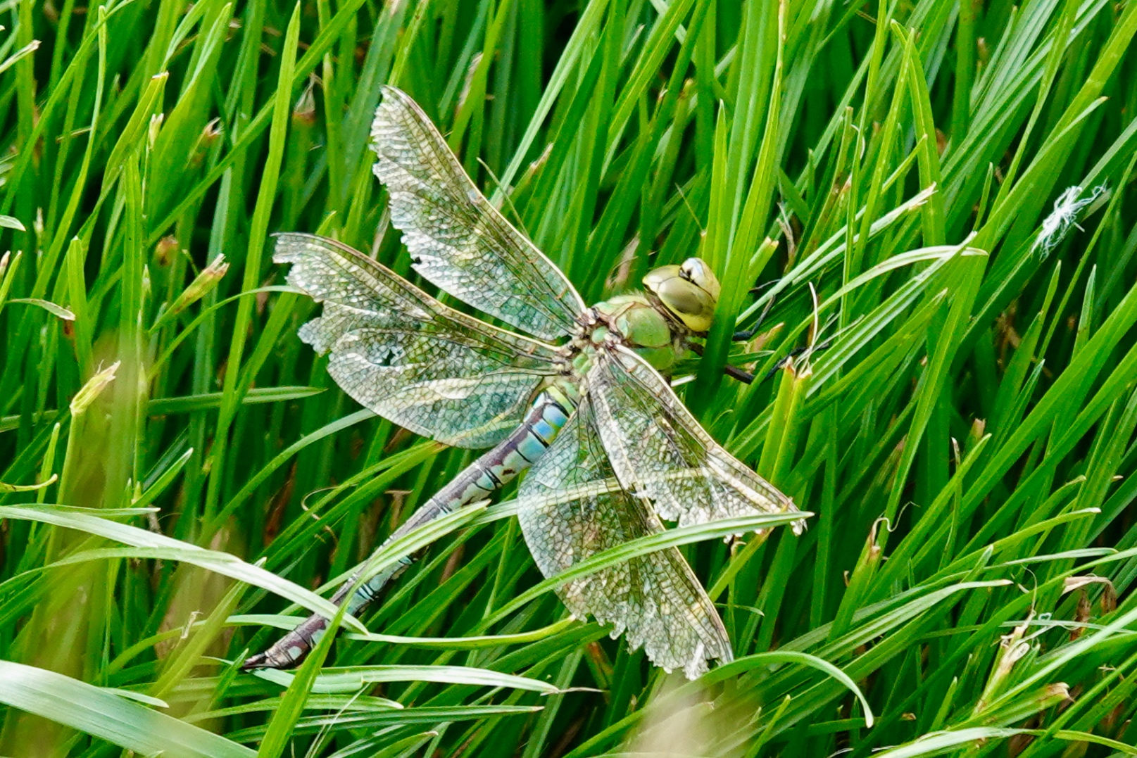 Emperor dragonfly in grass