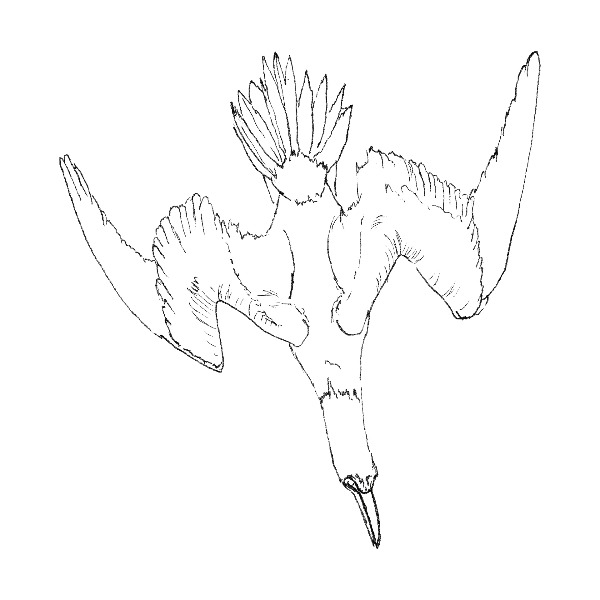 Diving Gannet line drawing