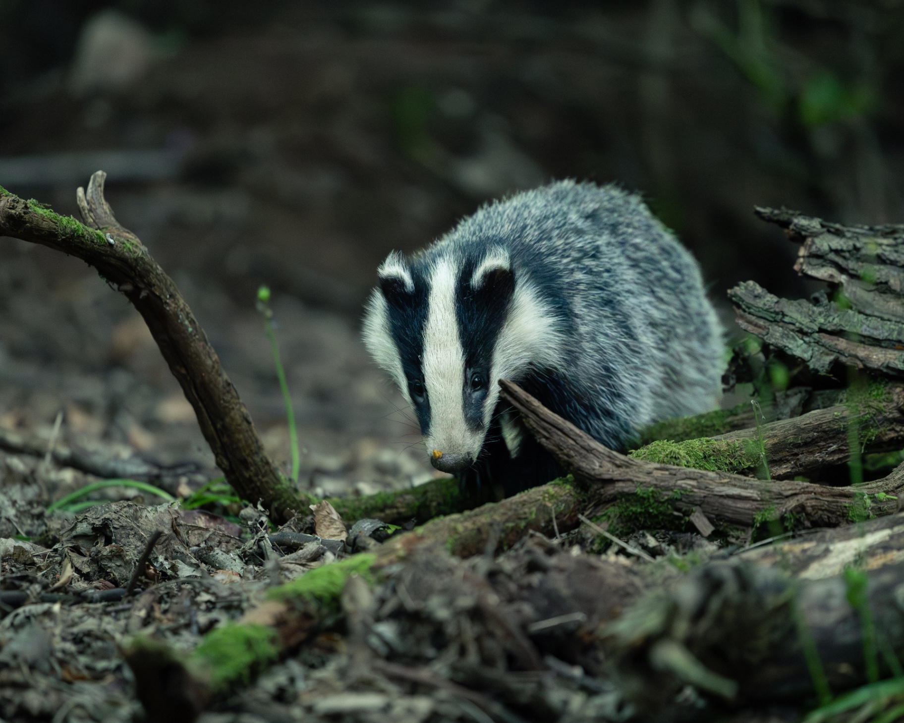 A Badger picking its way through mossy fallen branches and leaf litter on a woodland floor