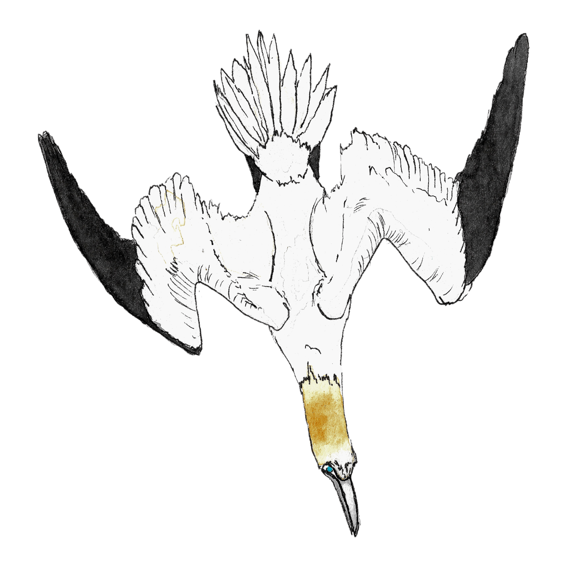 Watercolour illustration of a gannet diving