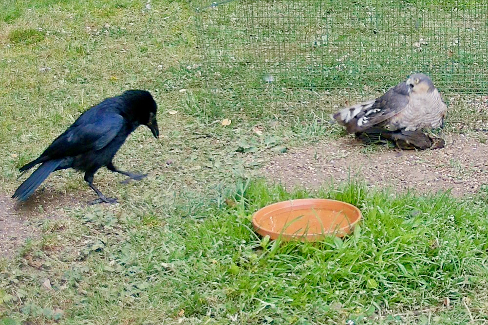 A Carrion Crow didn't get the memo. He lands and squares up, bold as you like.