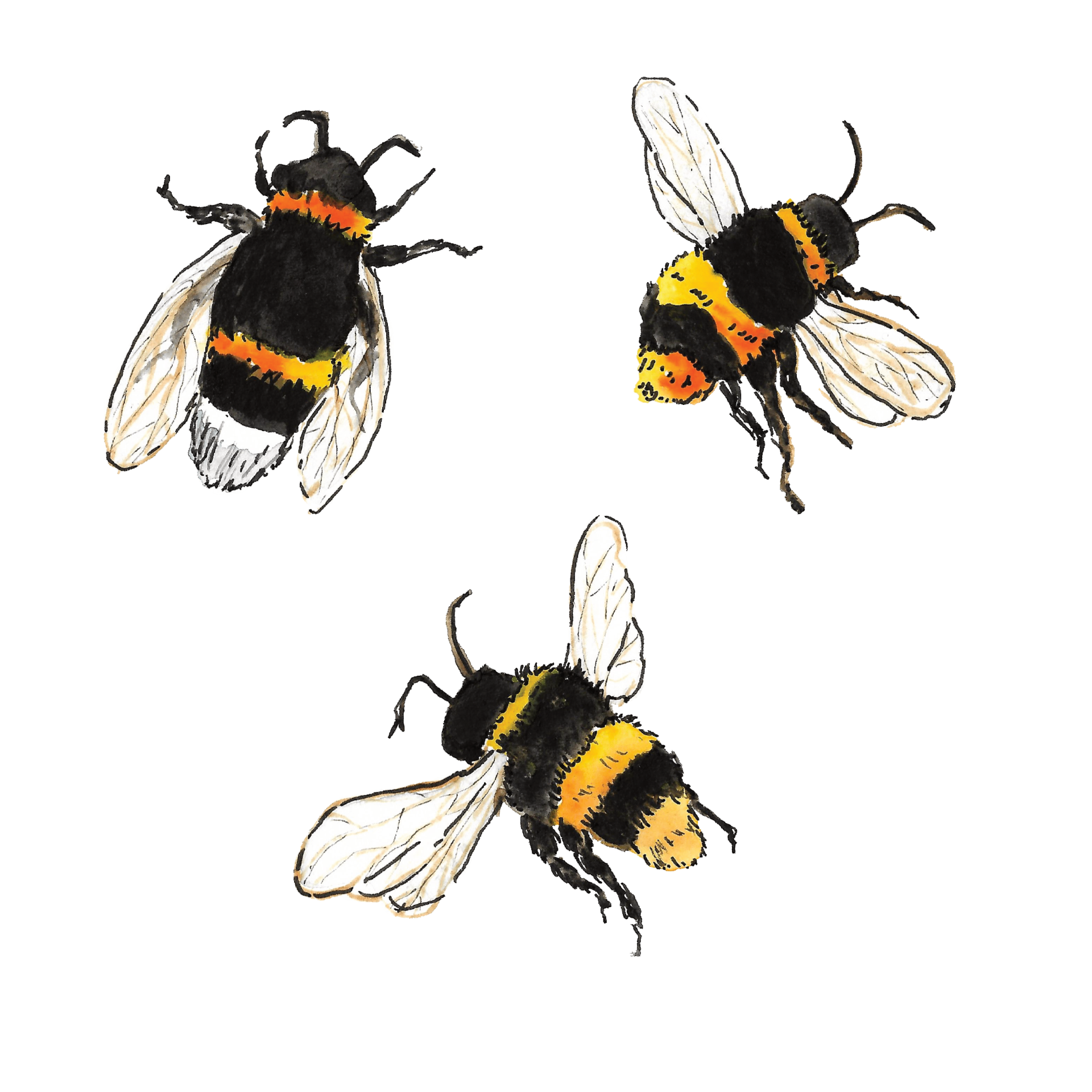 Watercolour illustration of bumblebees