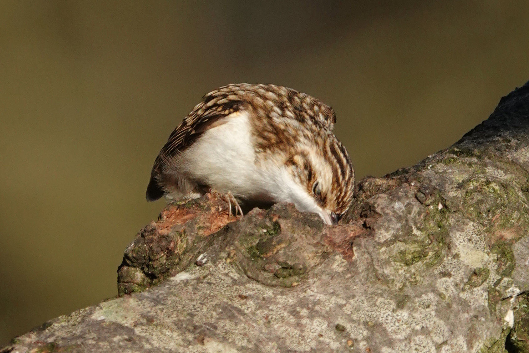 Treecreeper probing into bark on a branch