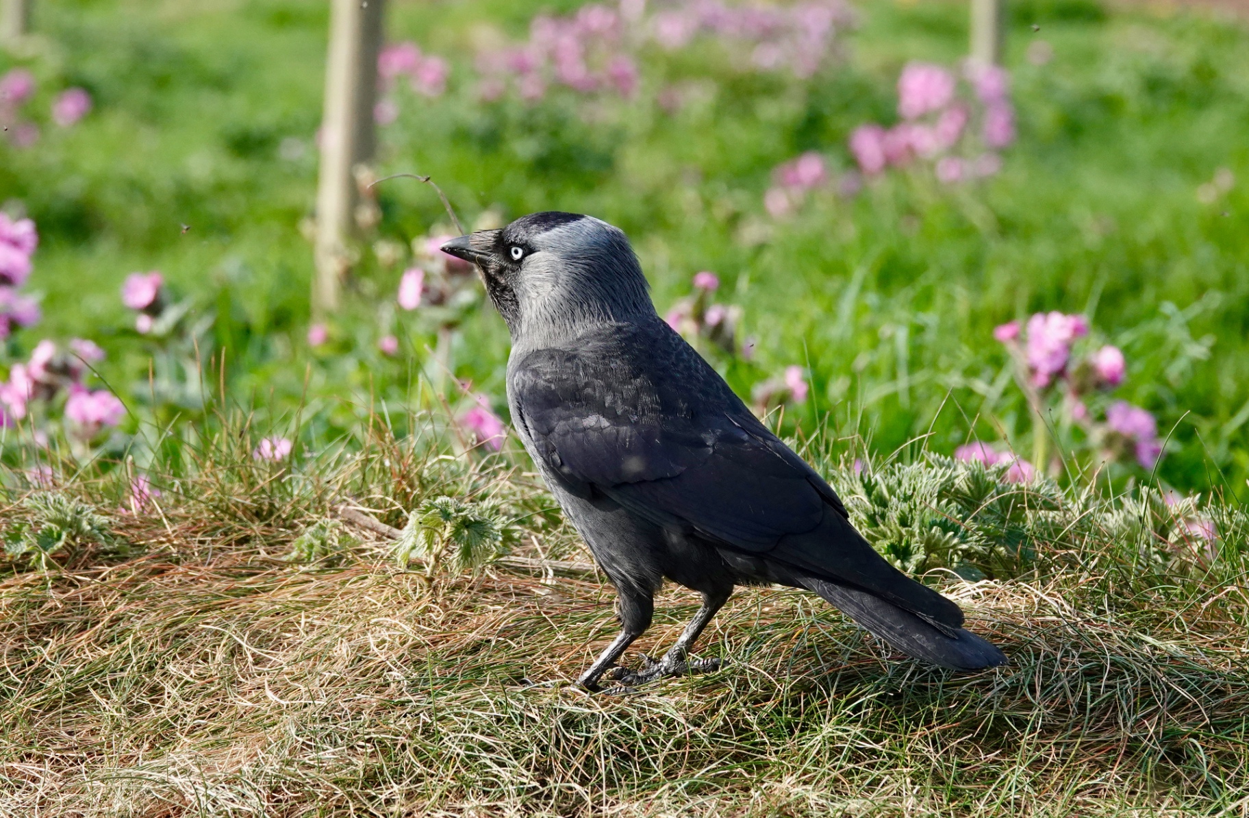 Jackdaw standing on grass with pink wildflowers