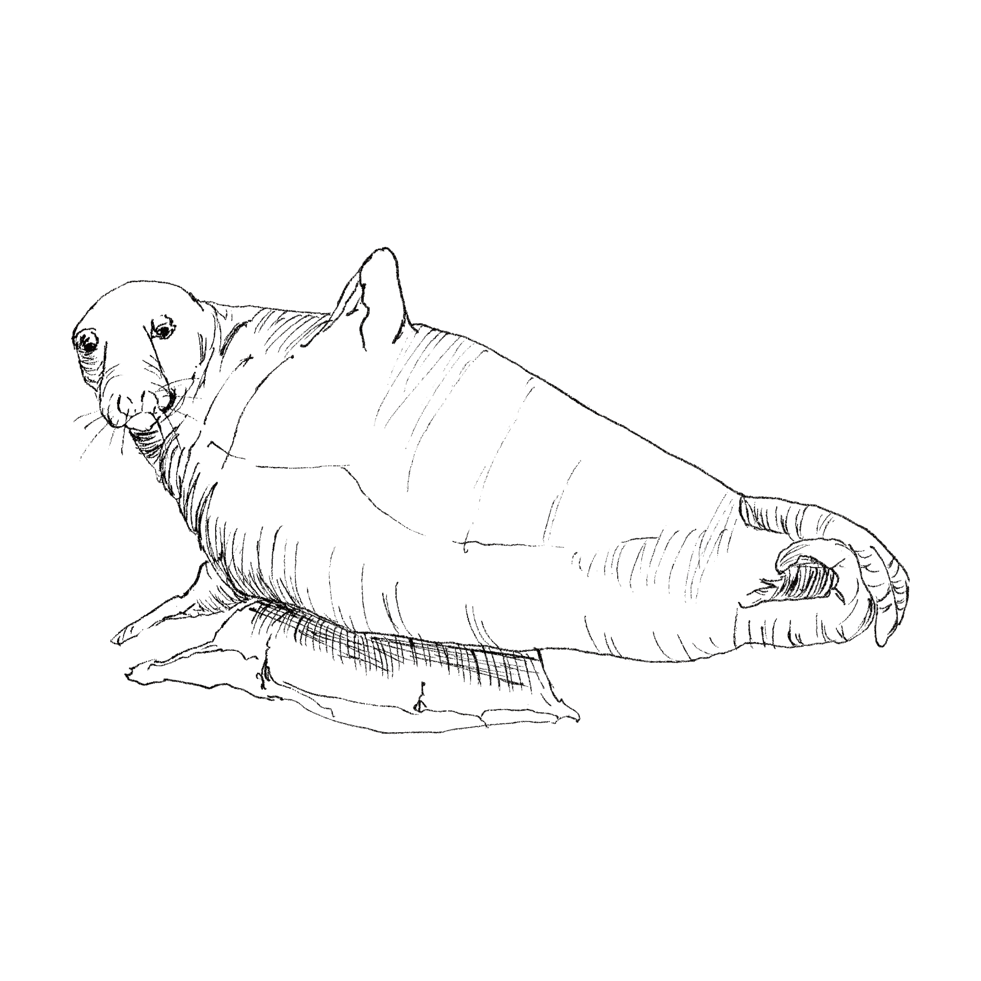 Grey Seal line drawing