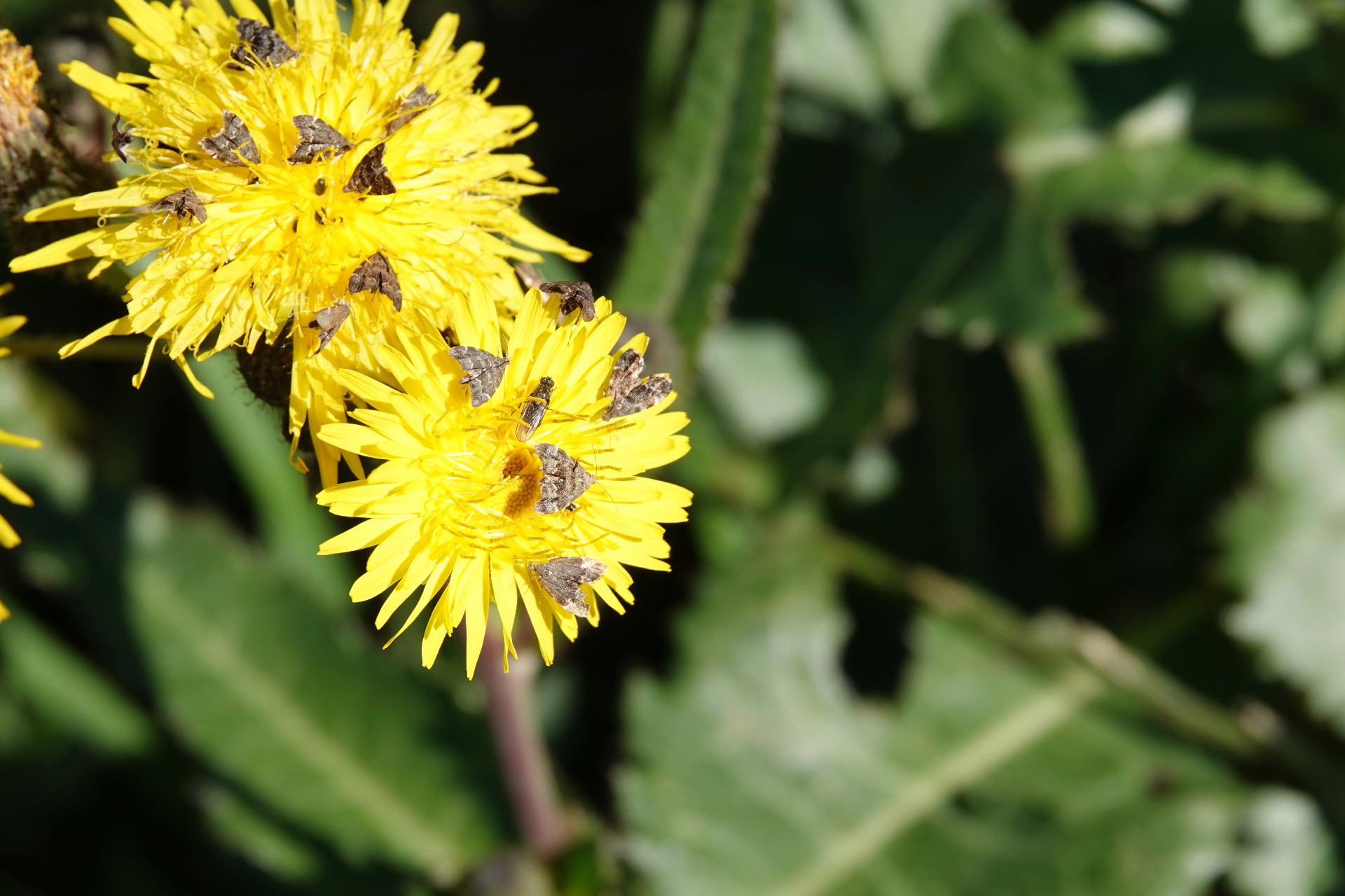 Several micro-moths feeding on bright yellow dandelion flowers