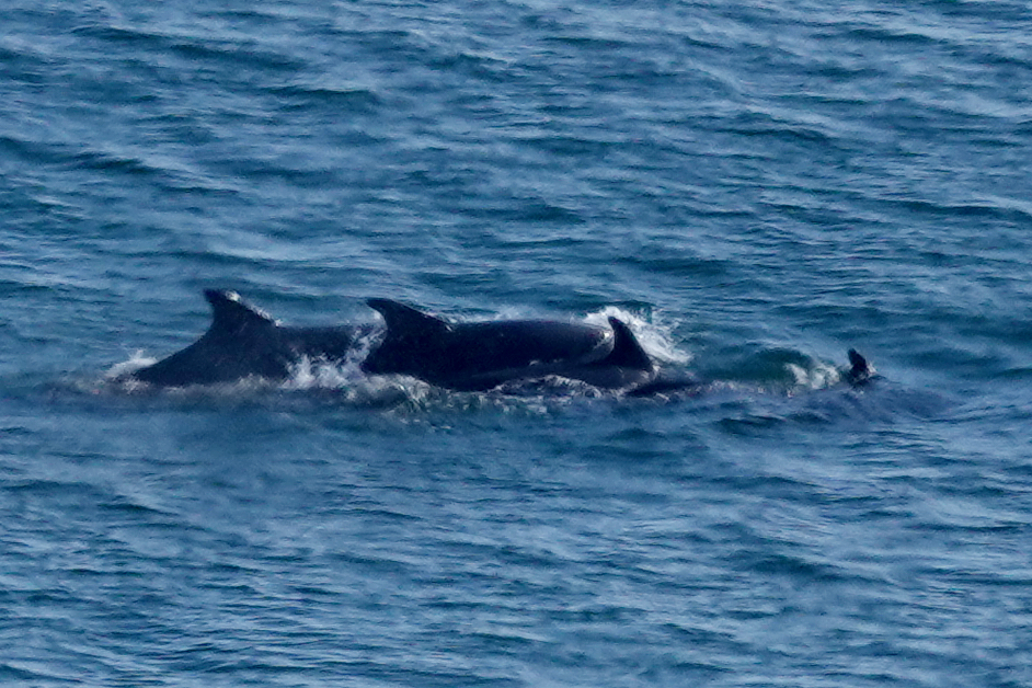 Four bottlenose dolphins off Bempton Cliffs