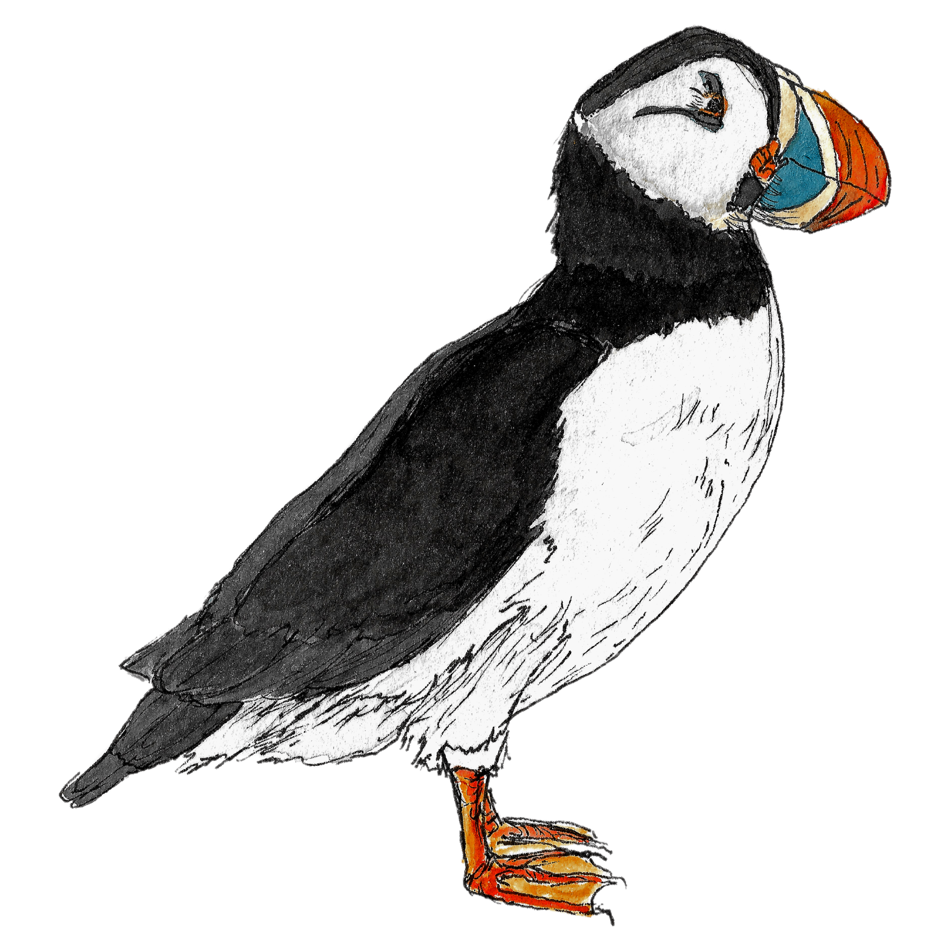 Watercolour illustration of an Atlantic puffin