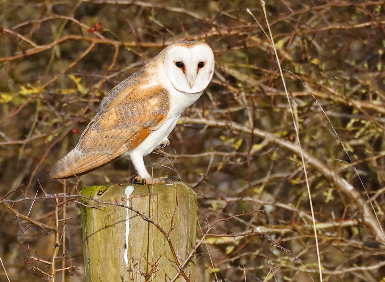 Barn Owl perched on a wooden fence post
