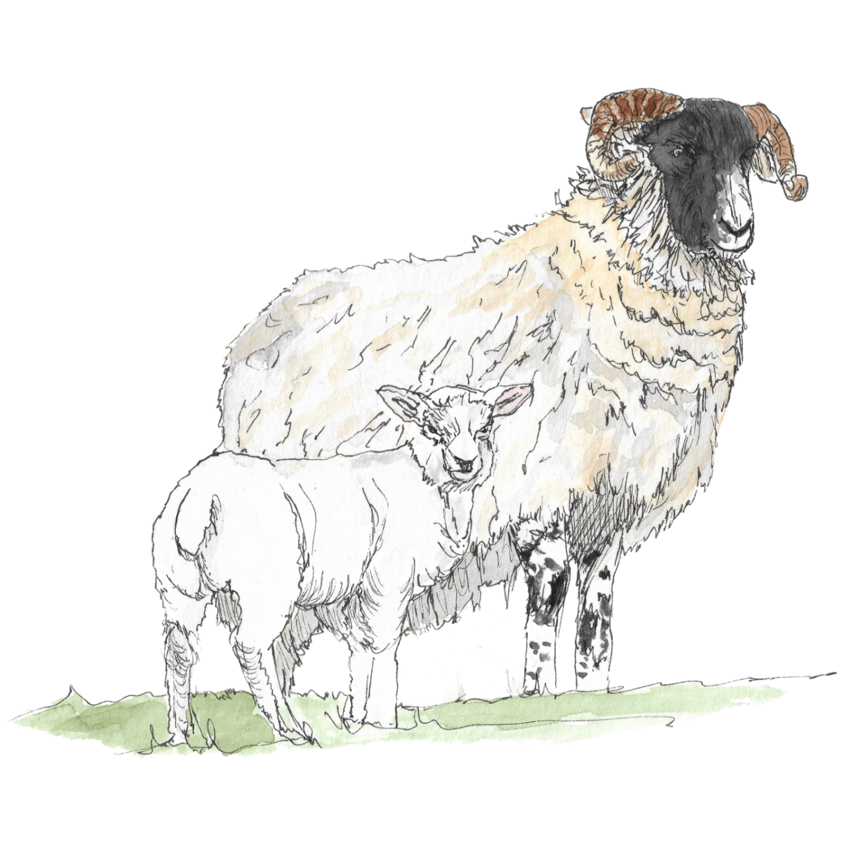 Watercolour illustration of a Swaledale sheep