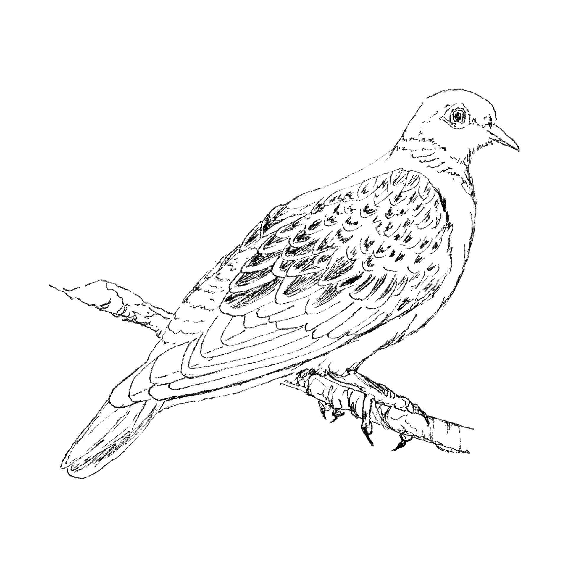 Turtle Dove (perching) line drawing