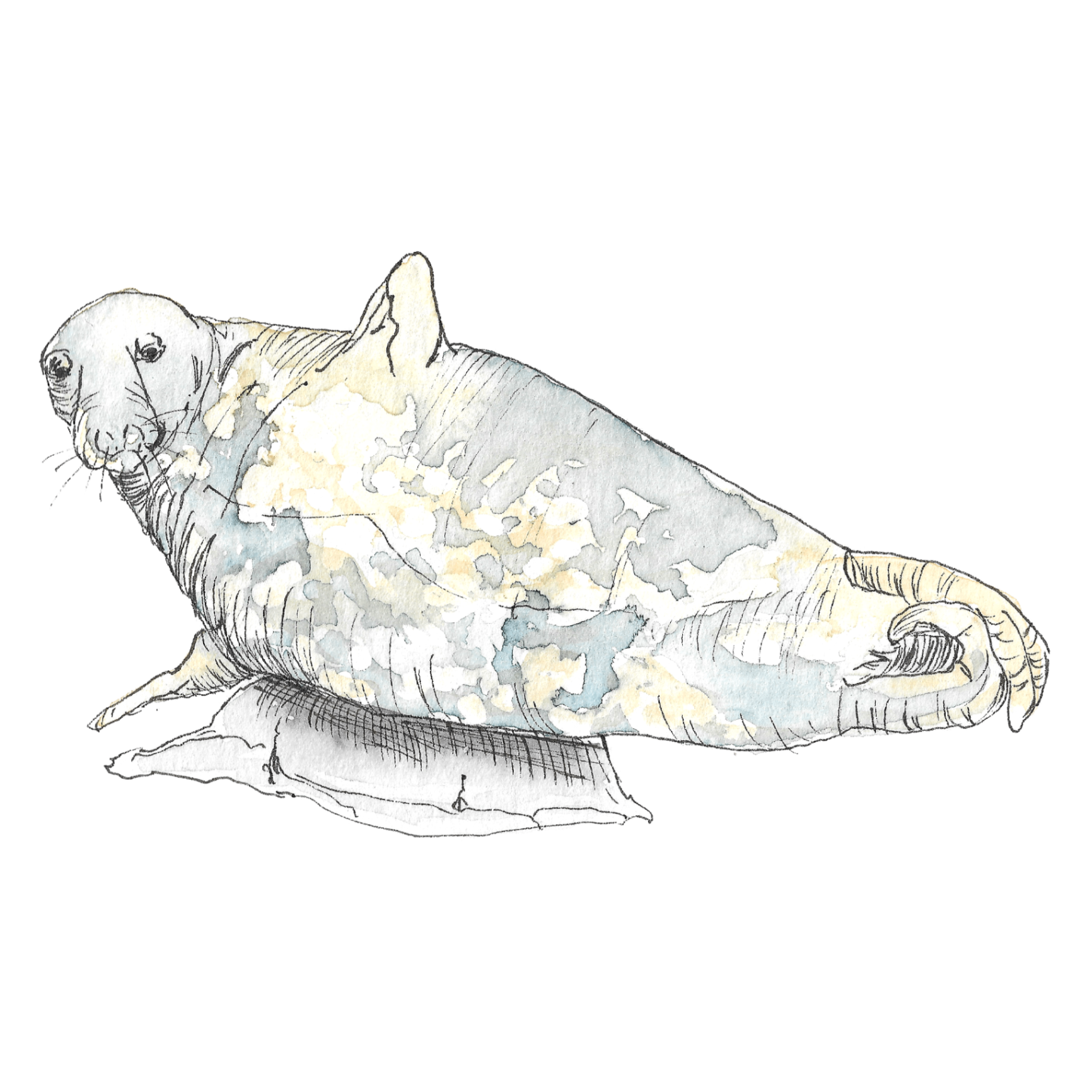 Watercolour illustration of a grey seal