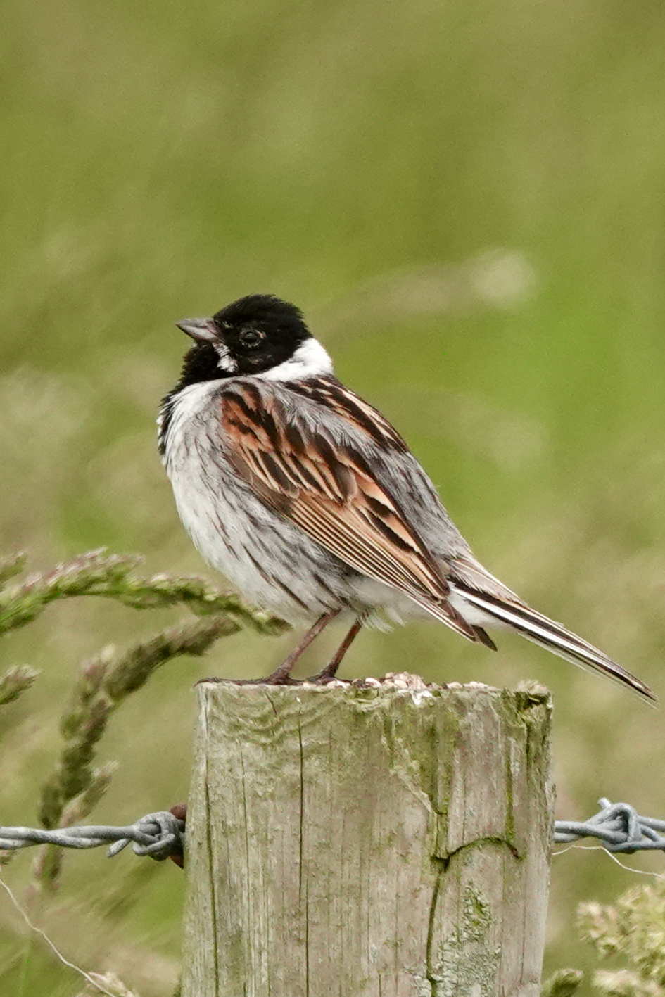 Male Reed Bunting perched on a fence post
