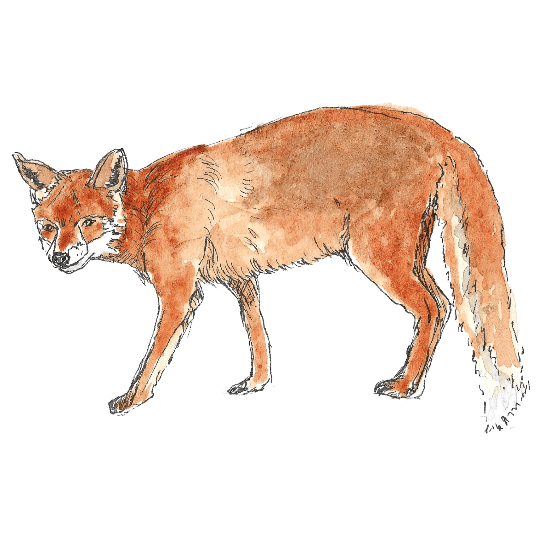 Watercolour illustration of a red fox